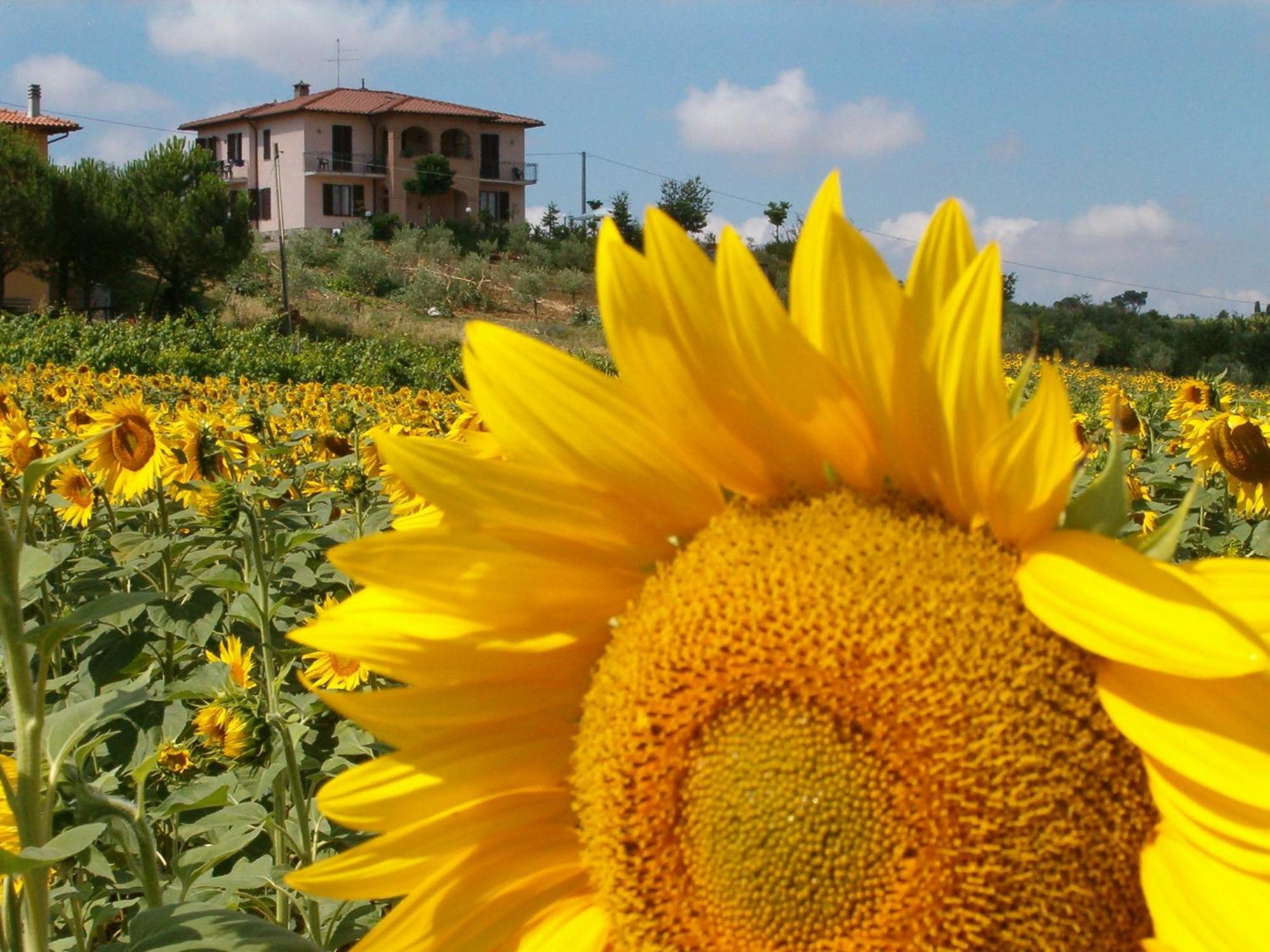 B&B Il Girasole - Rooms & House In Country - 1500 Meters From Historic Center มอนติปุลเชียโน ภายนอก รูปภาพ